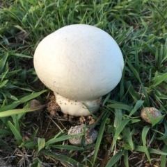 Calvatia sp. (a puffball ) at Lower Boro, NSW - 14 Mar 2020 by mcleana