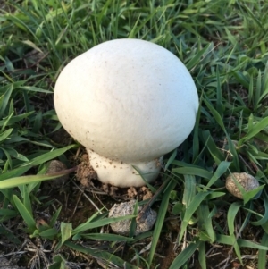 Calvatia sp. at Lower Boro, NSW - 15 Mar 2020 12:00 AM