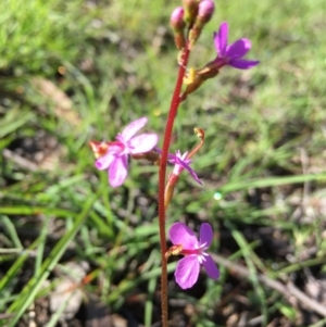 Stylidium sp. at Lower Boro, NSW - 15 Mar 2020