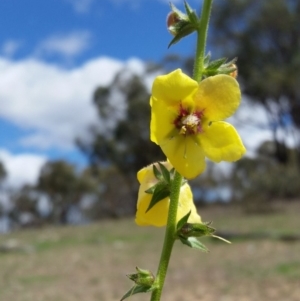 Verbascum virgatum at Yass River, NSW - 15 Mar 2020