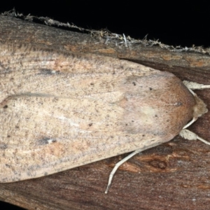 Mythimna (Pseudaletia) convecta at Ainslie, ACT - 10 Mar 2020