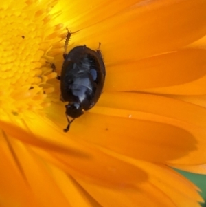 Cydnidae (family) at Aranda, ACT - 16 Mar 2020