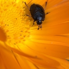 Cydnidae (family) at Aranda, ACT - 16 Mar 2020