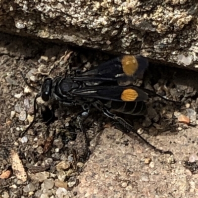 Calopompilus sp. (genus) (Spider wasp) at Aranda, ACT - 17 Mar 2020 by Jubeyjubes