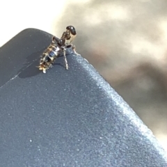 Tiphiidae (family) (Unidentified Smooth flower wasp) at Aranda, ACT - 17 Mar 2020 by Jubeyjubes