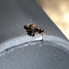 Tiphiidae (family) at Aranda, ACT - 17 Mar 2020 03:08 PM