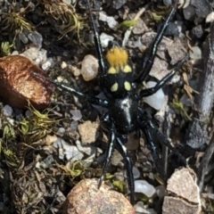 Eilica sp. (genus) (An Ant spider or Spotted ground spider) at Aranda, ACT - 17 Mar 2020 by Jubeyjubes