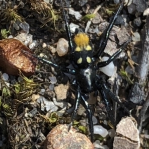 Eilica sp. (genus) at Aranda, ACT - 17 Mar 2020