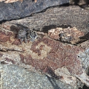 Maratus vespertilio at Aranda, ACT - 17 Mar 2020