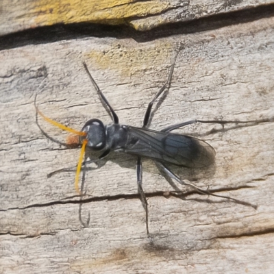 Fabriogenia sp. (genus) (Spider wasp) at Jerrabomberra Wetlands - 15 Mar 2020 by WHall