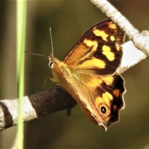 Heteronympha banksii at Cotter River, ACT - suppressed