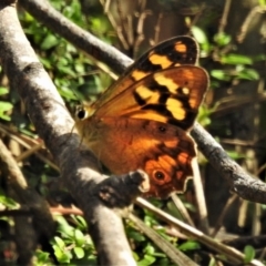 Heteronympha banksii at Cotter River, ACT - suppressed