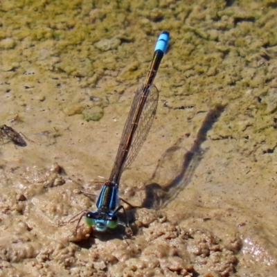 Ischnura heterosticta (Common Bluetail Damselfly) at Fyshwick, ACT - 16 Mar 2020 by RodDeb