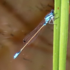 Ischnura heterosticta at Fyshwick, ACT - 16 Mar 2020