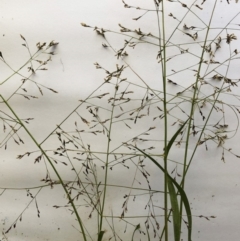 Panicum effusum (Hairy Panic Grass) at Garran, ACT - 16 Mar 2020 by ruthkerruish