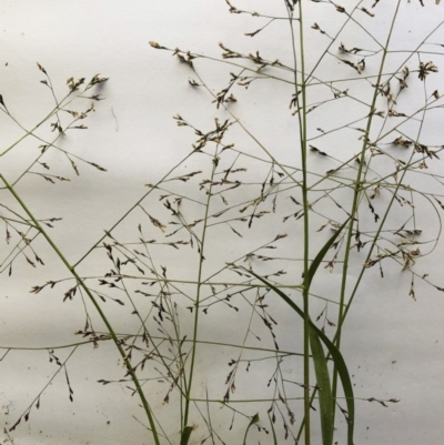 Panicum effusum (Hairy Panic Grass) at Garran, ACT - 17 Mar 2020 by ruthkerruish