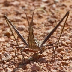 Acrida conica (Giant green slantface) at Fyshwick, ACT - 16 Mar 2020 by RodDeb