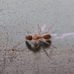 Camponotus claripes at Acton, ACT - 17 Mar 2020