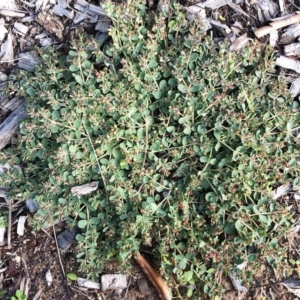 Euphorbia dallachyana at Hughes, ACT - 17 Mar 2020