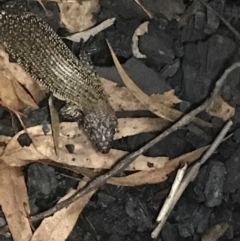 Egernia cunninghami (Cunningham's Skink) at Red Hill, ACT - 17 Mar 2020 by TexanReptilian