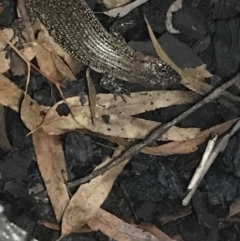 Egernia cunninghami at Red Hill, ACT - 17 Mar 2020