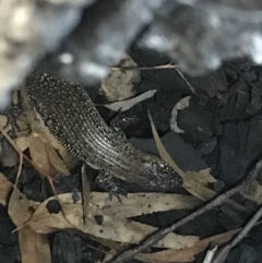 Egernia cunninghami at Red Hill, ACT - 17 Mar 2020