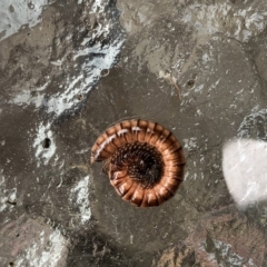 Australiosomatinae sp. (subfamily) (Millipede) at Hughes, ACT - 16 Mar 2020 by ruthkerruish