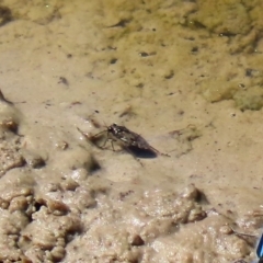 Notonectidae (family) (Backswimmer) at Fyshwick, ACT - 16 Mar 2020 by RodDeb