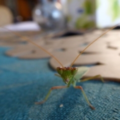 Orthodera ministralis (Green Mantid) at Yass River, NSW - 16 Mar 2020 by SenexRugosus