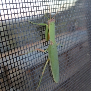 Orthodera ministralis at Yass River, NSW - 16 Mar 2020