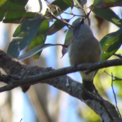 Pachycephala pectoralis (Golden Whistler) at Bermagui, NSW - 17 Mar 2020 by JackieLambert