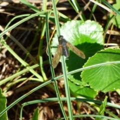 Comptosia sp. (genus) (Unidentified Comptosia bee fly) at Bermagui, NSW - 17 Mar 2020 by JackieLambert