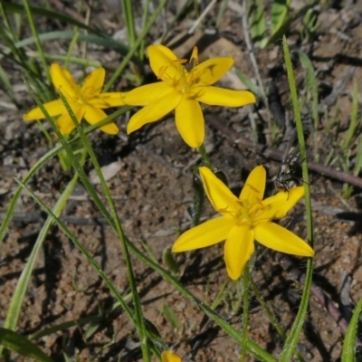 Hypoxis hygrometrica var. villosisepala (Golden Weather-grass) at Theodore, ACT - 17 Mar 2020 by owenh