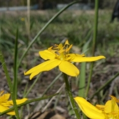 Hypoxis hygrometrica var. villosisepala at Theodore, ACT - 17 Mar 2020 02:48 PM