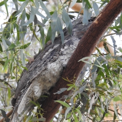 Podargus strigoides (Tawny Frogmouth) at Kambah, ACT - 15 Mar 2020 by HelenCross