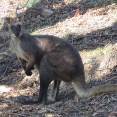 Osphranter robustus robustus (Eastern Wallaroo) at Bellmount Forest, NSW - 17 Mar 2020 by Christine