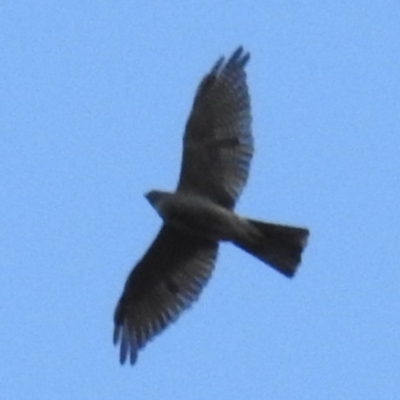 Accipiter cirrocephalus (Collared Sparrowhawk) at Kambah, ACT - 16 Mar 2020 by HelenCross