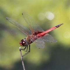 Tramea loewii (Common Glider) at National Arboretum Forests - 27 Oct 2016 by HarveyPerkins