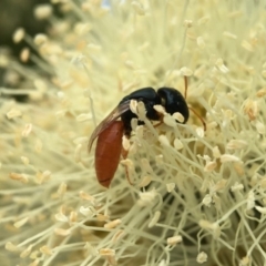 Pachyprosopis mirabilis (Native mirabilis euryglossine bee) at Acton, ACT - 12 Mar 2020 by PeterA