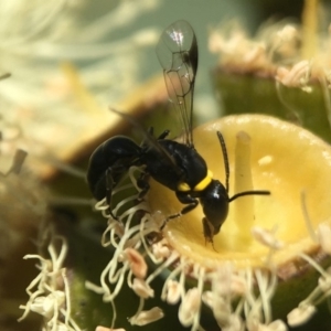 Hylaeus (Prosopisteron) primulipictus at Acton, ACT - 17 Mar 2020