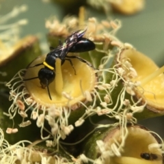 Hylaeus (Prosopisteron) primulipictus at Acton, ACT - 17 Mar 2020