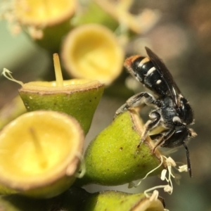 Lipotriches (Austronomia) ferricauda at Acton, ACT - 17 Mar 2020