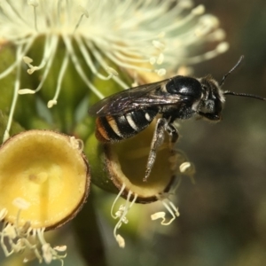 Lipotriches (Austronomia) ferricauda at Acton, ACT - 17 Mar 2020