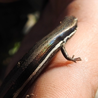 Morethia boulengeri (Boulenger's Skink) at Yarralumla, ACT - 15 Mar 2020 by HelenCross