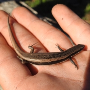 Morethia boulengeri at Yarralumla, ACT - 15 Mar 2020