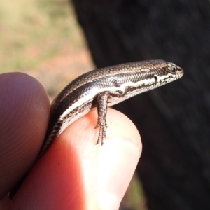 Morethia boulengeri at Yarralumla, ACT - 15 Mar 2020