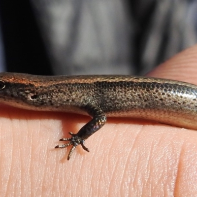 Lampropholis delicata (Delicate Skink) at Yarralumla, ACT - 14 Mar 2020 by HelenCross