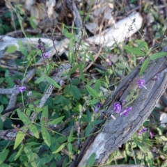 Glycine clandestina at Hughes, ACT - 17 Mar 2020 06:03 PM