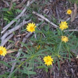 Xerochrysum viscosum at Hughes, ACT - 17 Mar 2020 07:15 PM