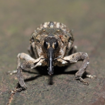 Eutyrhinus meditabundus (Weevil) at ANBG - 15 Mar 2020 by TimL